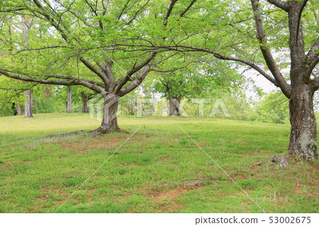 Fresh green park 53002675