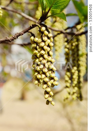 開花在春天的Hachijoukibushi花 53005408