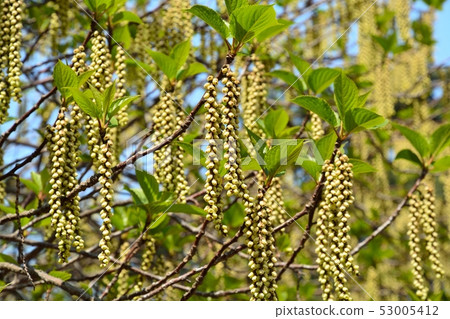 Hachijoukibushi flower blooming in spring Hachijoukibushi flower blooming in spring 53005412