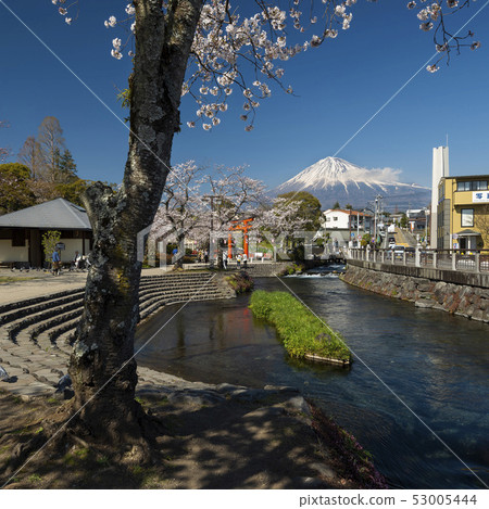 Fujisan Honguu Sengen Shrine and Cherry Blossom 53005444