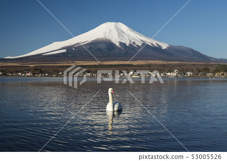 Swans and Mount Fuji in Lake Yamanaka, Japan Swans and Mount Fuji in Lake Yamanaka, Japan 53005526