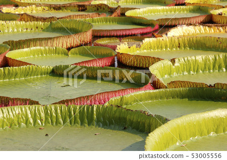 floating lotus, giant water lily or victoria water 53005556