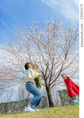 使用在櫻花開花的公園的母親和女兒 53005575