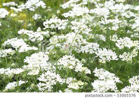 Orlaya (or orlaya) flower Orlaya (or orlaya) flower 53005576