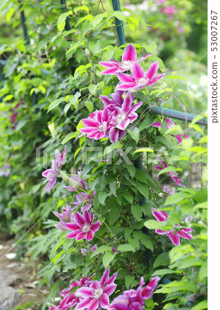 鐵線蓮鮮花 53007267