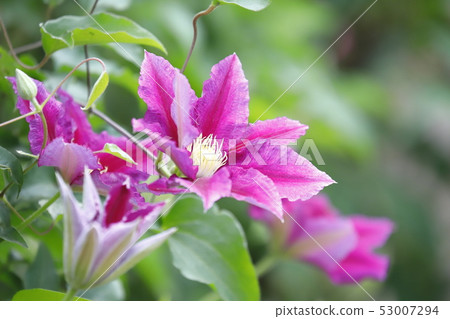 Clematis flowers Clematis flowers 53007294