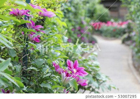 Clematis flowers Clematis flowers 53007295
