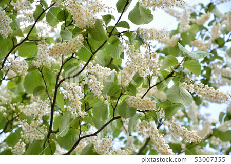 Hakuunbok(白色雲彩樹)花 Hakuunbok(白色雲彩樹)花 53007355