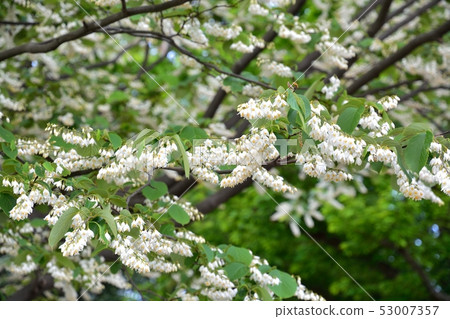Hakuunbok(白色雲彩樹)花 Hakuunbok(白色雲彩樹)花 53007357