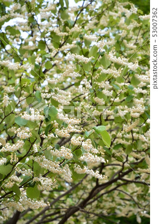 Hakuunbok (white cloud tree) flower 53007362