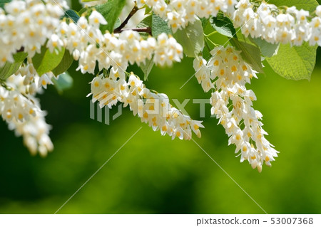 Hakuunbok(白色雲彩樹)花 Hakuunbok(白色雲彩樹)花 53007368