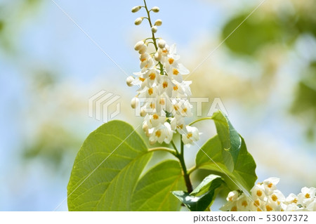 Hakuunbok (white cloud tree) flower 53007372