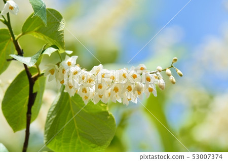 Hakuunbok（白色雲彩樹）花 53007374