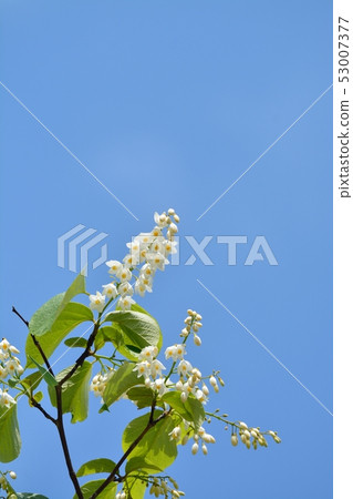 Hakuunbok(白色雲彩樹)花 Hakuunbok(白色雲彩樹)花 53007377