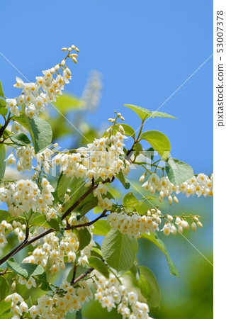 Hakuunbok (white cloud tree) flower Hakuunbok (white cloud tree) flower 53007378