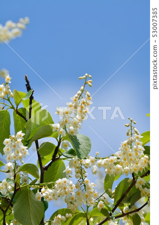 Hakuunbok(白色雲彩樹)花 Hakuunbok(白色雲彩樹)花 53007385