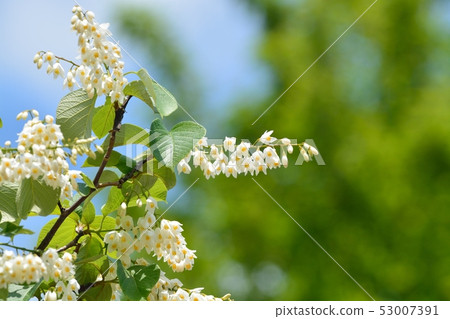 Hakuunbok(白色雲彩樹)花 Hakuunbok(白色雲彩樹)花 53007391