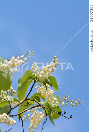 Hakuunbok (white cloud tree) flower Hakuunbok (white cloud tree) flower 53007392