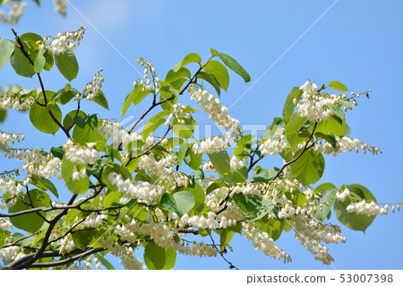 Hakuunbok(白色雲彩樹)花 Hakuunbok(白色雲彩樹)花 53007398