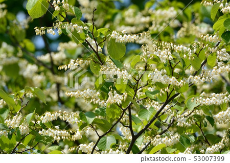 Hakuunbok (white cloud tree) flower Hakuunbok (white cloud tree) flower 53007399