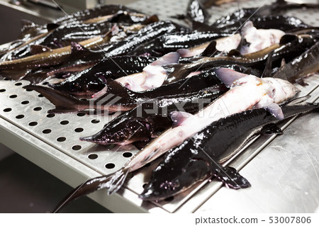 Sturgeons on table in sorting room 53007806
