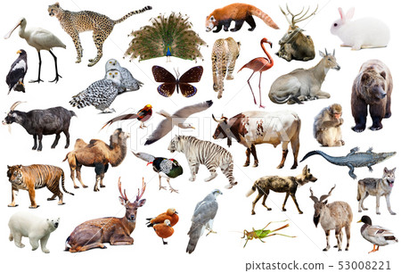 asia animals isolated asia animals isolated 53008221