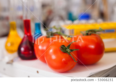 Tomatoes on table with lab equipment 53008231