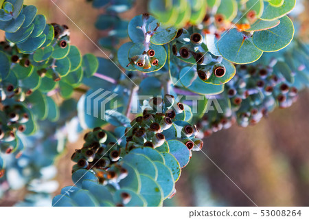 Eucalyptus krueseana plant Eucalyptus krueseana plant 53008264