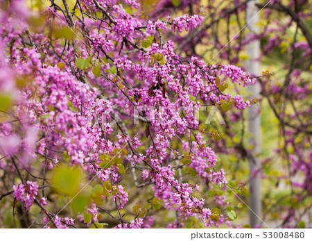 Blossoming of purple cercis siliquastrum at sunny day, nobody 53008480
