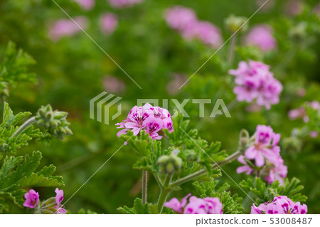 Blooming Pelargonium Fair Ellen Blooming Pelargonium Fair Ellen 53008487