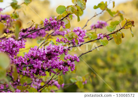 Blossoming of purple cercis siliquastrum at sunny day, nobody Blossoming of purple cercis siliquastrum at sunny day, nobody 53008572