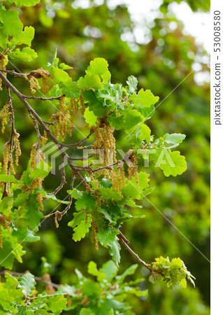 Oak branches with green leaves Oak branches with green leaves 53008580