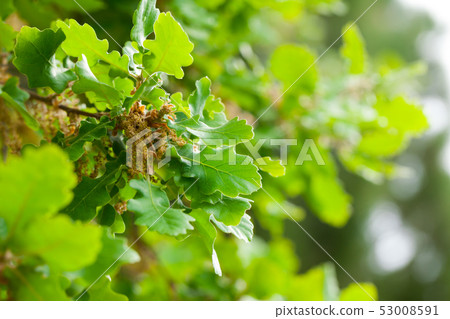 Close up of green oak foliage Close up of green oak foliage 53008591