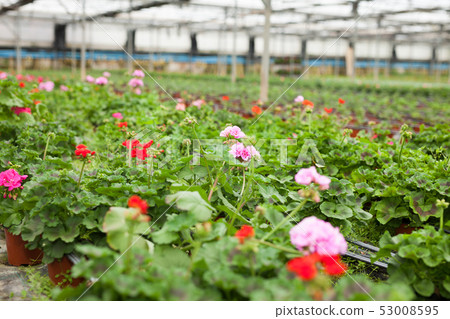 Blooming geranium flowers in greenhouse Blooming geranium flowers in greenhouse 53008595