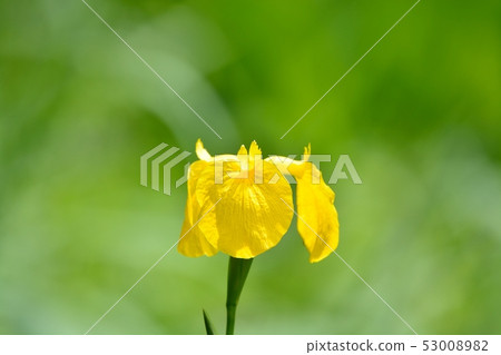 Kishobu flower blooming on the waterside Kishobu flower blooming on the waterside 53008982