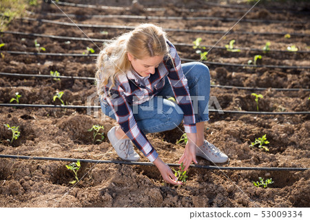 Female working with sprouts Female working with sprouts 53009334