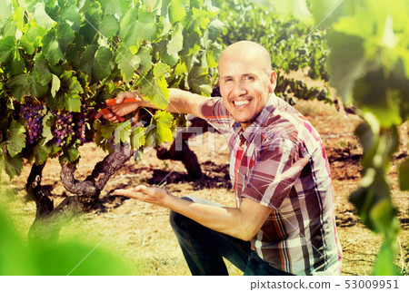 Latino man picking ripe grapes on vineyard 53009951