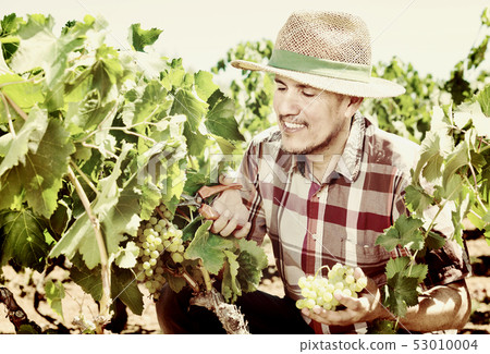 Latino man picking ripe grapes on vineyard 53010004