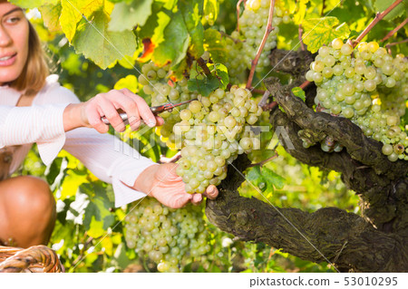 White grapes gathered by female hands White grapes gathered by female hands 53010295