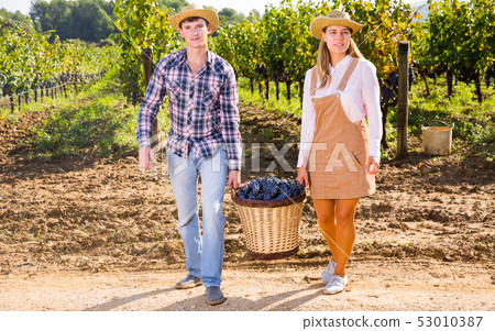 Owners of vineyard with basket full of grapes Owners of vineyard with basket full of grapes 53010387