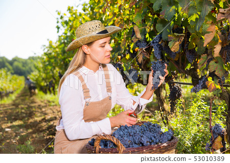 Woman picking black grapes in vineyard Woman picking black grapes in vineyard 53010389