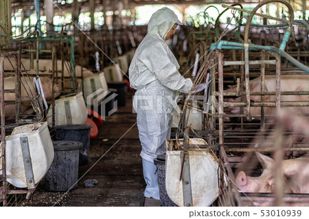 Asian veterinarian working and checking the baby pig in hog farms, animal and pigs farm industry 53010939