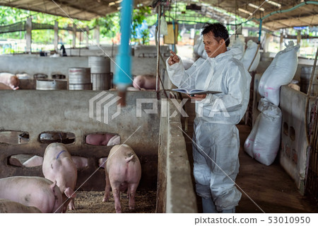 Asian veterinarian working and checking the pig in hog farms, animal and pigs farm industry 53010950