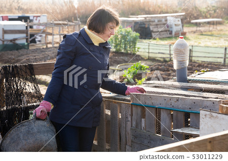 Woman working in henhouse 53011229