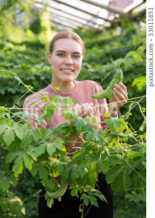 Woman taking care of chinese cucumber 53011851