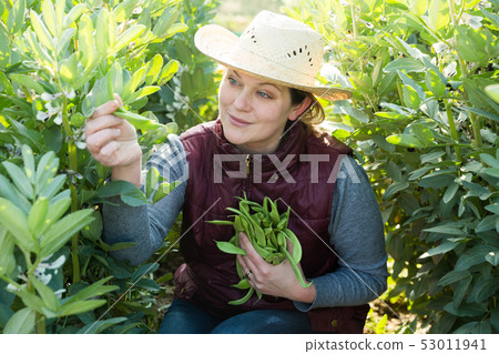 Female holding armful of broad beans Female holding armful of broad beans 53011941