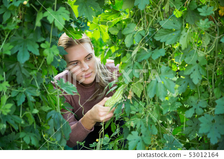 Farmer supervising growth of bitter cucumber Farmer supervising growth of bitter cucumber 53012164
