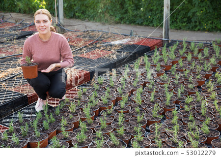 Woman caring for seedlings of rosemary 53012279
