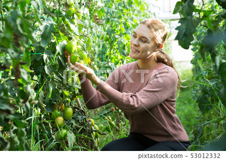 Woman controlling quality of ripening tomatoes Woman controlling quality of ripening tomatoes 53012332