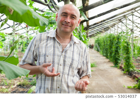 Male horticulturist near cucumber seedlings in hothouse Male horticulturist near cucumber seedlings in hothouse 53014037